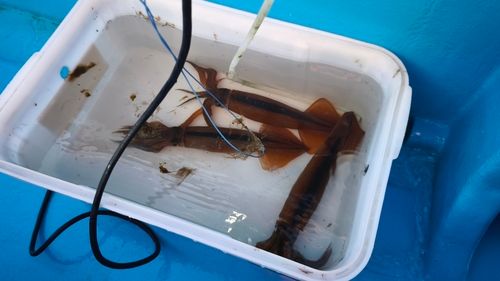 スルメイカの釣果