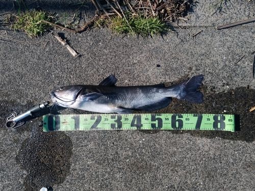 アメリカナマズの釣果