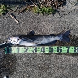 アメリカナマズ