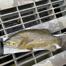 スモールマウスバス