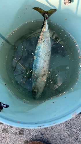 サバの釣果