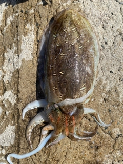 コウイカの釣果