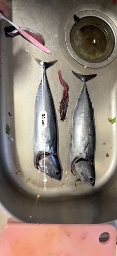 ソウダガツオの釣果