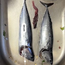 ソウダガツオ