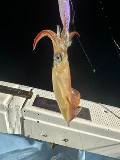 ケンサキイカの釣果