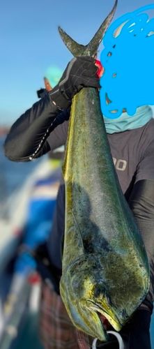 シイラの釣果