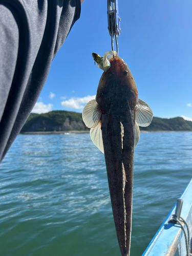 マゴチの釣果