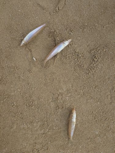 キスの釣果