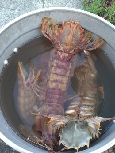 シャコの釣果