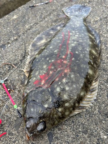 クロガシラガレイの釣果