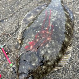 クロガシラガレイ