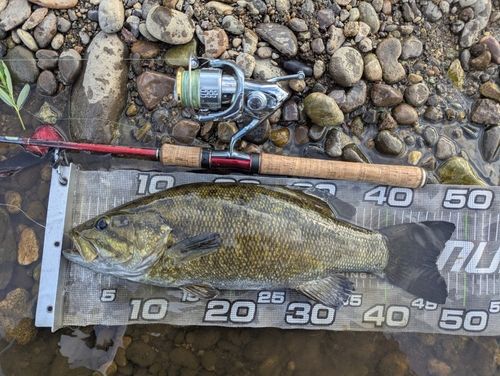 スモールマウスバスの釣果