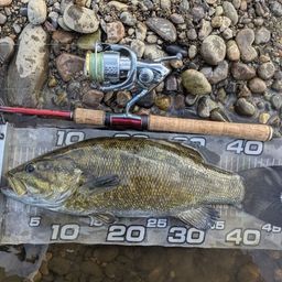 スモールマウスバス