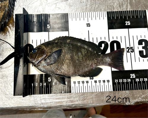 メジナの釣果