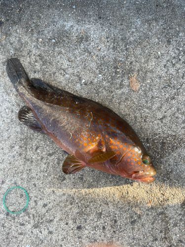 キジハタの釣果