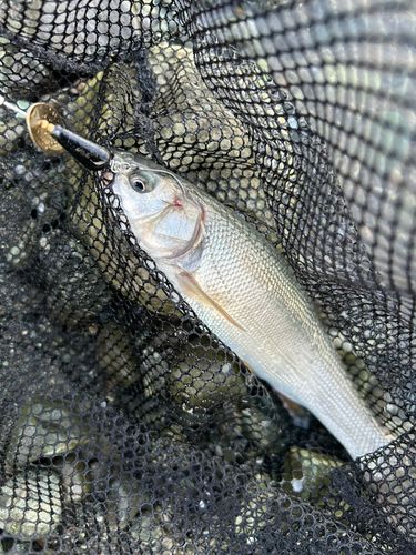 ウグイの釣果