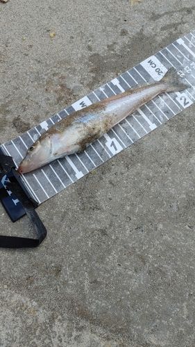 キスの釣果