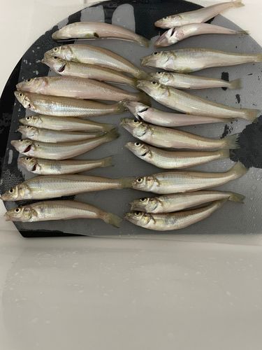 キスの釣果