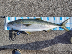 ブリの釣果