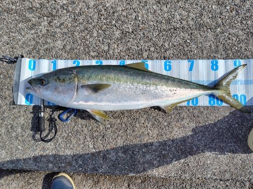 ブリの釣果