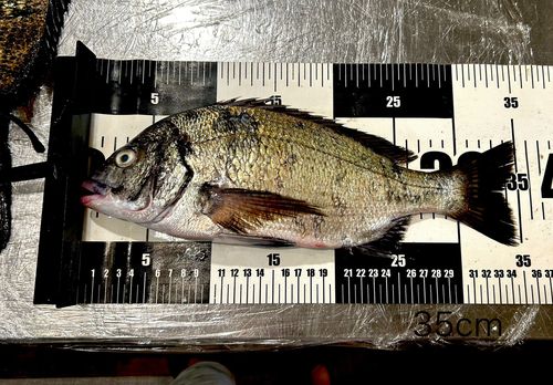 チヌの釣果