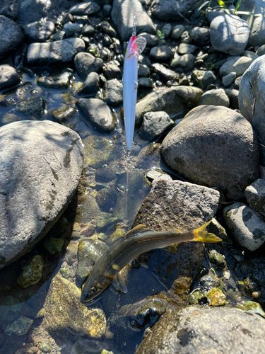 アユの釣果