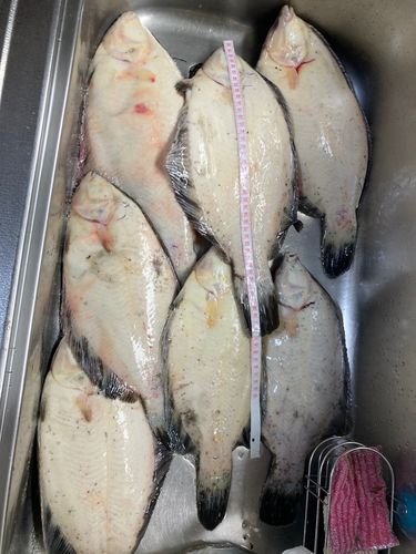 クロガシラガレイの釣果