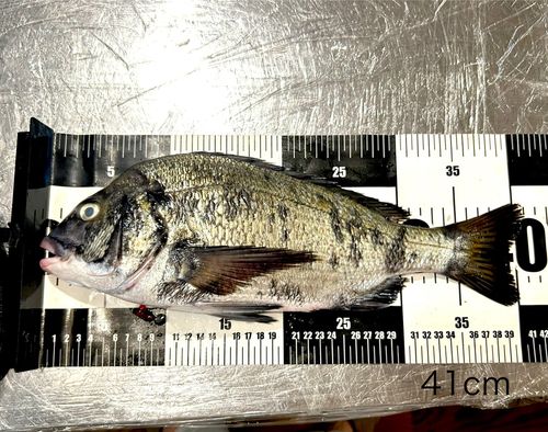 チヌの釣果