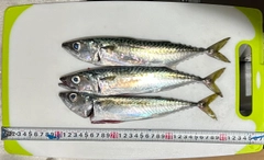 マサバの釣果