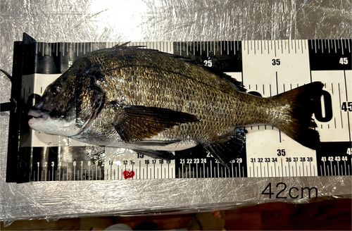 チヌの釣果
