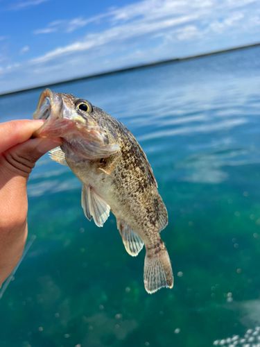 ソイの釣果