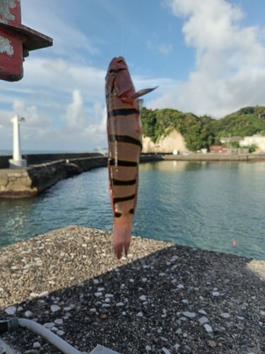 キヌバリの釣果