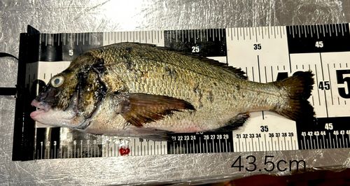 チヌの釣果