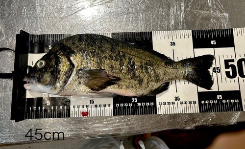 チヌの釣果