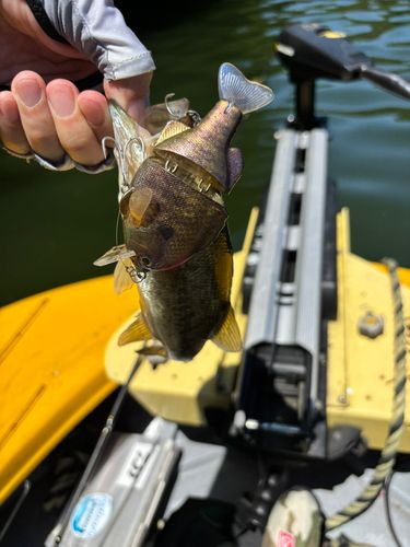 ブラックバスの釣果