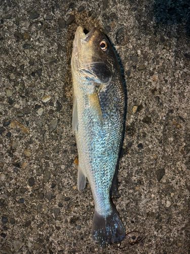 シログチの釣果