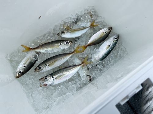 アジの釣果