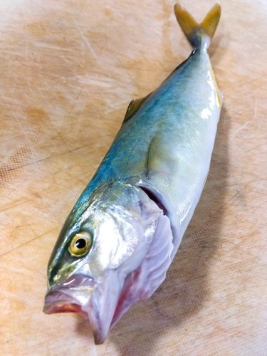 コゾクラの釣果