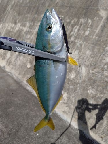 ワカシの釣果