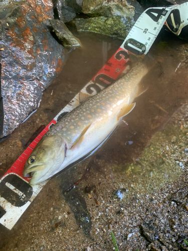 ニッコウイワナの釣果