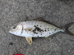 ショゴの釣果