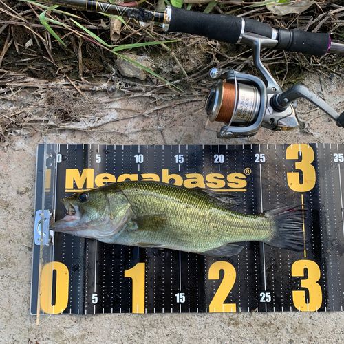 ブラックバスの釣果