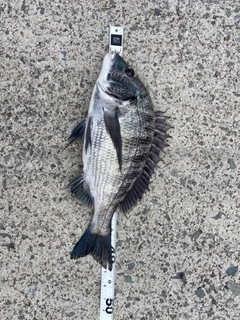 クロダイの釣果