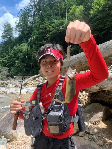 ヤマトイワナの釣果