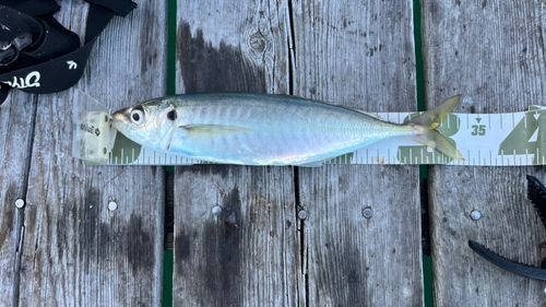 アジの釣果
