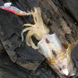 アオリイカ