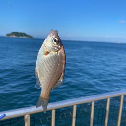 ウミタナゴ