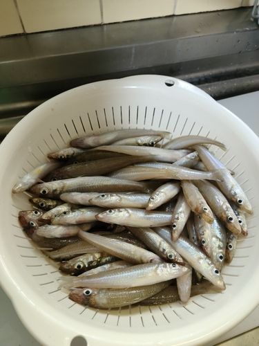 キスの釣果