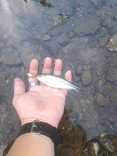 カワムツの釣果