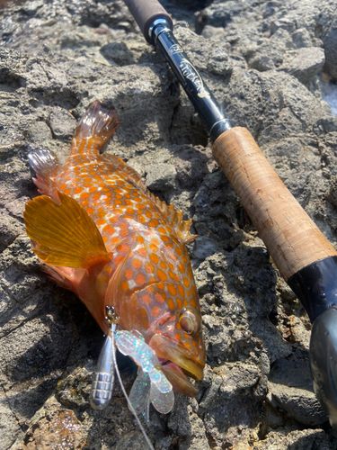 キジハタの釣果